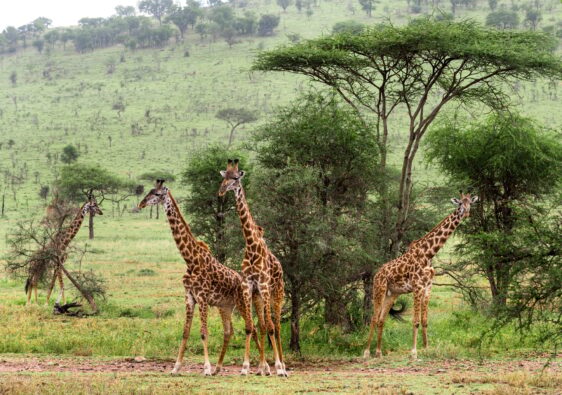 découvrir Tanzanie