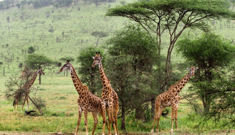 découvrir Tanzanie