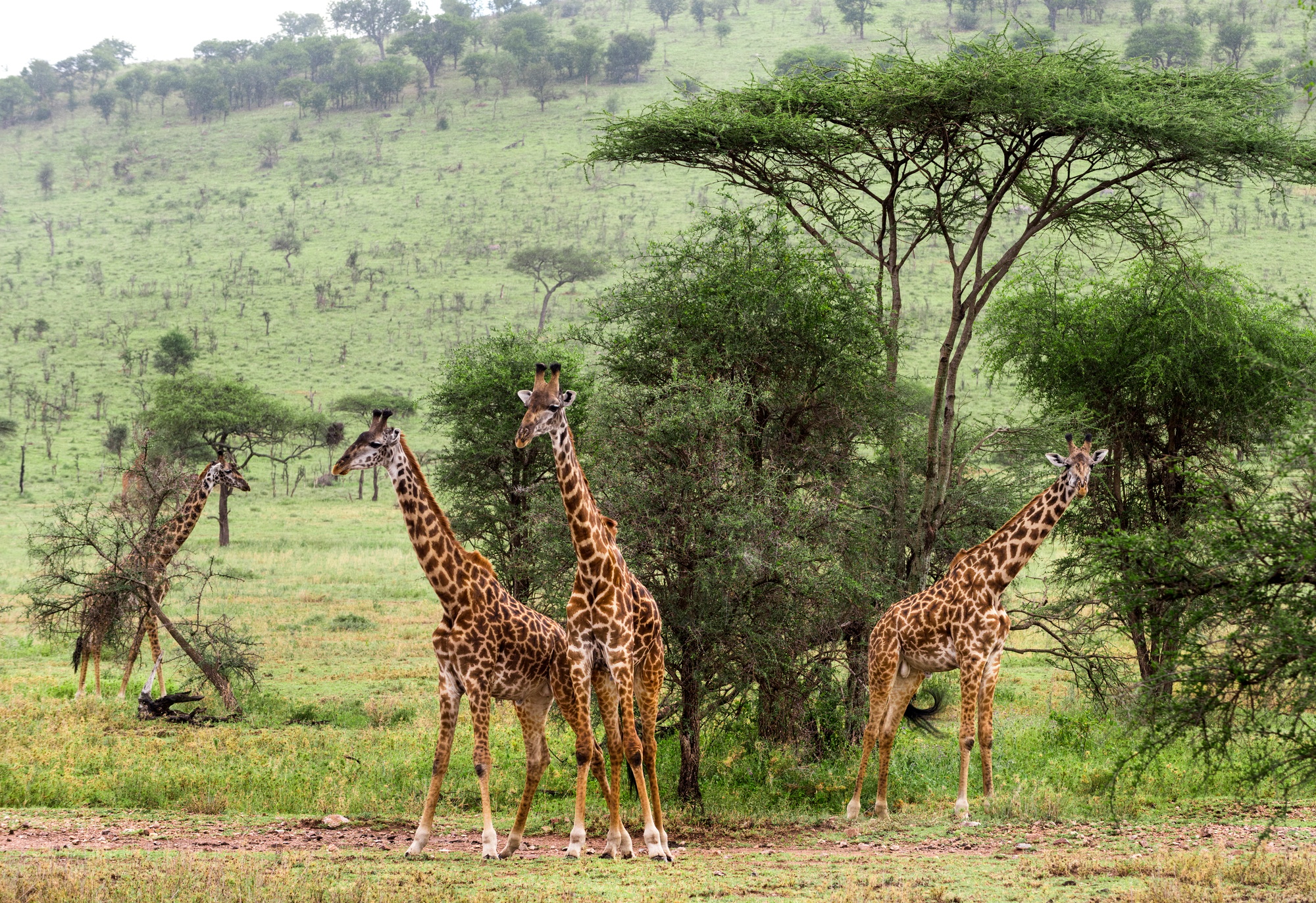 découvrir Tanzanie