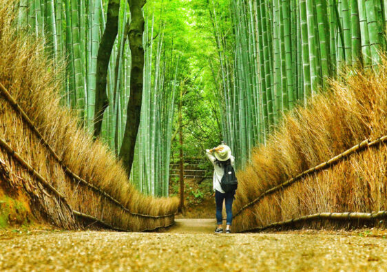 forêt de bambous d’Arashiyama