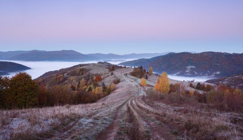 Gently pink morning light up autumn forest along a country road