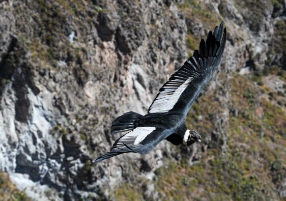 vol des condors