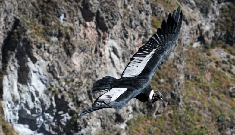 vol des condors