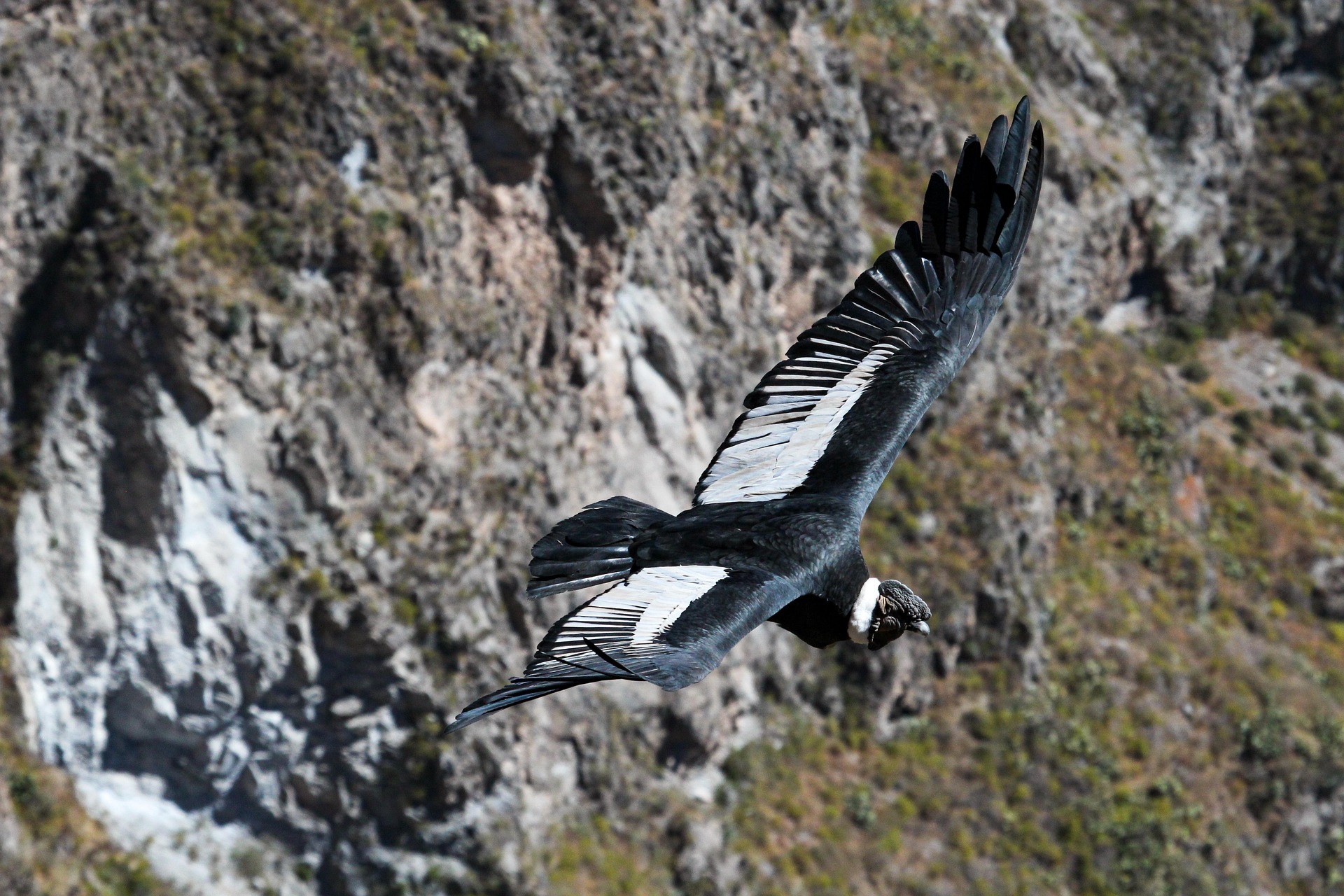 vol des condors